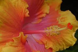 Image result for Hibiscus aethiopicus