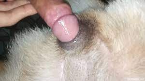 Deep penetration zoo sex with a man fucking his dog - XXXSexZoo.com