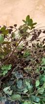 Image result for Dialium guineense