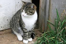 Black And White Tabby Cat Grey Tabby Cat Cat Personalities White Tabby Cat Tabby Cat