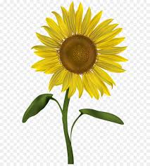 It is a very clean transparent background image and its resolution is 714x720 , please mark the image source when quoting it. Umum Bunga Matahari Daisy Keluarga Biji Bunga Matahari Gambar Png