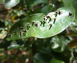 Image result for Monanthotaxis afra