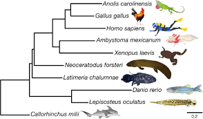 Maybe you would like to learn more about one of these? Giant Lungfish Genome Elucidates The Conquest Of Land By Vertebrates Nature