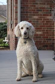 16 at the kokomo humane society. Adopt Sandy On Petfinder Dog Adoption Poodle Dog Adoption