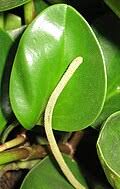 Image result for Peperomia fernandopoiana