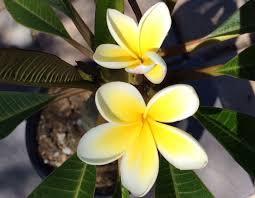 Pacific Pearl Plumeria Frangipani Plumeria Pretty Flowers
