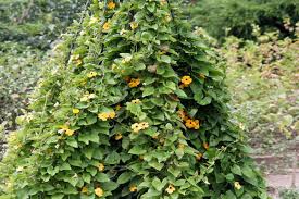 Weitere ideen zu kletterpflanzen, pflanzen, garten. Die 10 Eifrigsten Kletterpflanzen Fur Den Garten Garten Diybook At