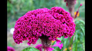 Cockscomb Flowers Celosia How To Save Seeds Youtube