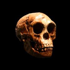 #denisovans #dragons #dragonmanskull #qesemcavewe have all heard a lot about the discovery of china's black dragon skull, but academics in the west seem. Pin On Palaeoanthropology