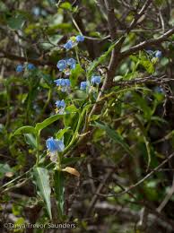 Image result for Anthericopsis sepalosa