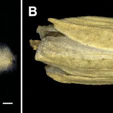 Image result for Glinus hirtus