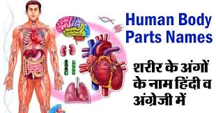 The list below provides more detail on these parts: Human Body Parts Name In English And Hindi With Pictures
