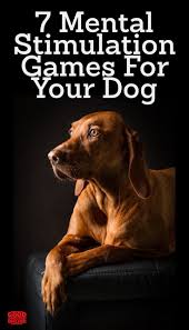 Brain Training For Dogs 7 Brain Games To Play With Your Pup In 2020 Dog Brain Dog Training Dog Care