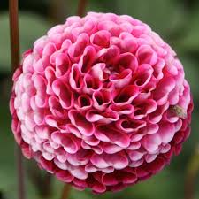 Image result for Dahlia x pinnata `Pompon Lilliput`