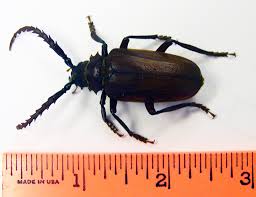 Root Borers | Intermountain Fruit | USU