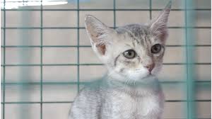 Maybe you would like to learn more about one of these? Mau Adopsi Kucing Nan Cantik Dan Lucu Di Sini Tempatnya Jafarbua