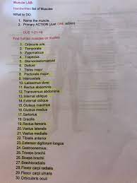 Muscle names are actually quite interesting. Solved Muscle Lab Handwritten List Of Muscles What To Do Chegg Com