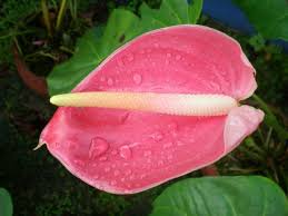 Диффузор arancio & uva rossa. Anthurium Detto Anche Anturio Consigli Coltivazione Cura