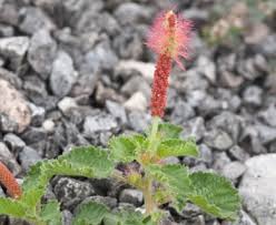 Image result for Acalypha manniana