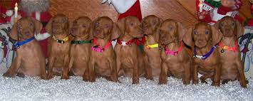 These vizsla puppies located in texas come from different cities, including, san antonio. Vizsla Puppies For Sale Vizsla Puppies Cute Baby Animals