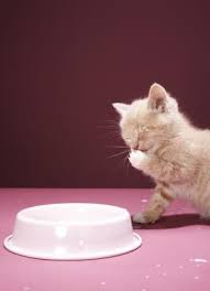 Are Nuts Poisonous To Cats