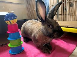 How to train a rabbit. Duff Buckeye House Rabbit Society
