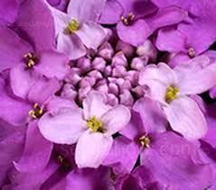 Iberis Umbellata Rose Cardinal Candytuft Seeds In 2020 Edging Plants Posy Flower Annual Plants