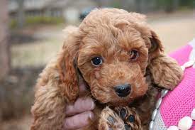 If this is your first time visiting our site, every state page on lpb (that's shorthand for local puppy breeders) has a complete list of every single local breeder that we have identified in that state. Irish Doodles