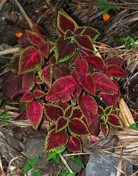Image result for Coleus scutellarioides
