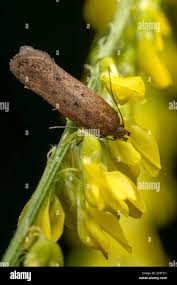 Image result for Bryotropha similis