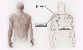 Terms such as up or down obviously have no meaning. Crossfit Movement About Joints Part 1 The Shoulder