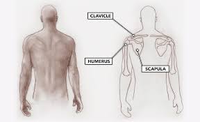 Maybe you would like to learn more about one of these? Crossfit Movement About Joints Part 1 The Shoulder