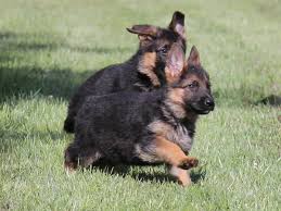 Check spelling or type a new query. Trained German Shepherd Puppies For Sale