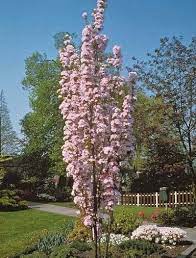 Searching for the right flowering tree or shrub to add pizzazz to your landscape? Narrow Trees For Small Yards That Pack A Punch Pretty Purple Door