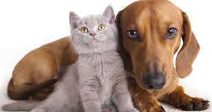After registration, an email will be sent to provide links for changes. Microchip Your Pet For Free Swan Hill Rural City Council