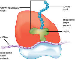 Maybe you would like to learn more about one of these? Organelles Biology For Majors I