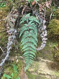 Image result for Aleuritopteris welwitschii