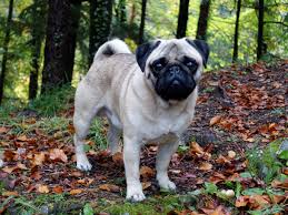 Aan lager wal geraken de: Mops Wikipedia