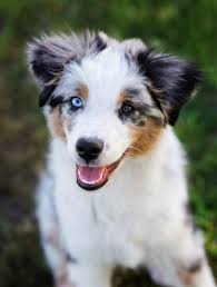 Check spelling or type a new query. Mini Australian Shepherd Guide Puppies Popularity Size More Marvelous Dogs