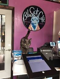 I've given pinning privileges to many of you. International Cat Day Best Cat Cafes In The Us