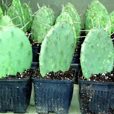 The aftermath of enjoying delicious cactus fruits. Planting Prickly Pear Cactus How To Grow A Prickly Pear Dummer Garden Manage Gfinger Es La App De Jardineria Mas Profesional