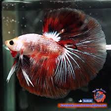 Live Betta Fish Male Firework Halfmoon Hm 1453 Betta Betta Fish Fish