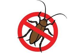 Need pest control in coral springs? Pest Control Cape Coral Fl Dynamic Pest Control