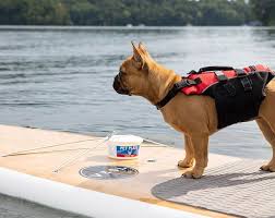 Alpha dog food offers high quality dog food delivery, and two ways to save: 21 Dog Meal Delivery Services The Best Dog Food At Your Door