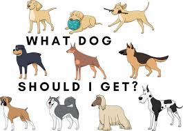 A collection of trivia questions about dogs. What Dog Should I Get Quiz For Undecided Quizondo