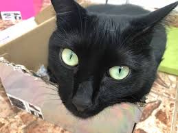 Not all cats are cute. Why Are Black Cats So Sweet The Black Cat Community Answers My Mini Panther