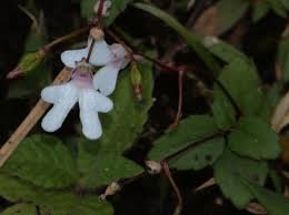 Image result for Impatiens bequaertii