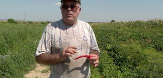 Boia de ardei dulce pentru decor. Cum Se PreparÄƒ Cea Mai BunÄƒ Boia De Ardei Iute Sau Dulce GrÄƒdinarii Buzoieni Obisnuiesc SÄƒ Usuce Legumele Pe CasÄƒ