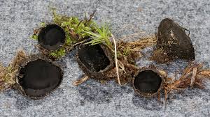 Image result for Nolletia arenosa