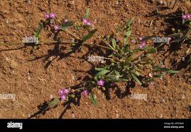 Image result for Gisekia